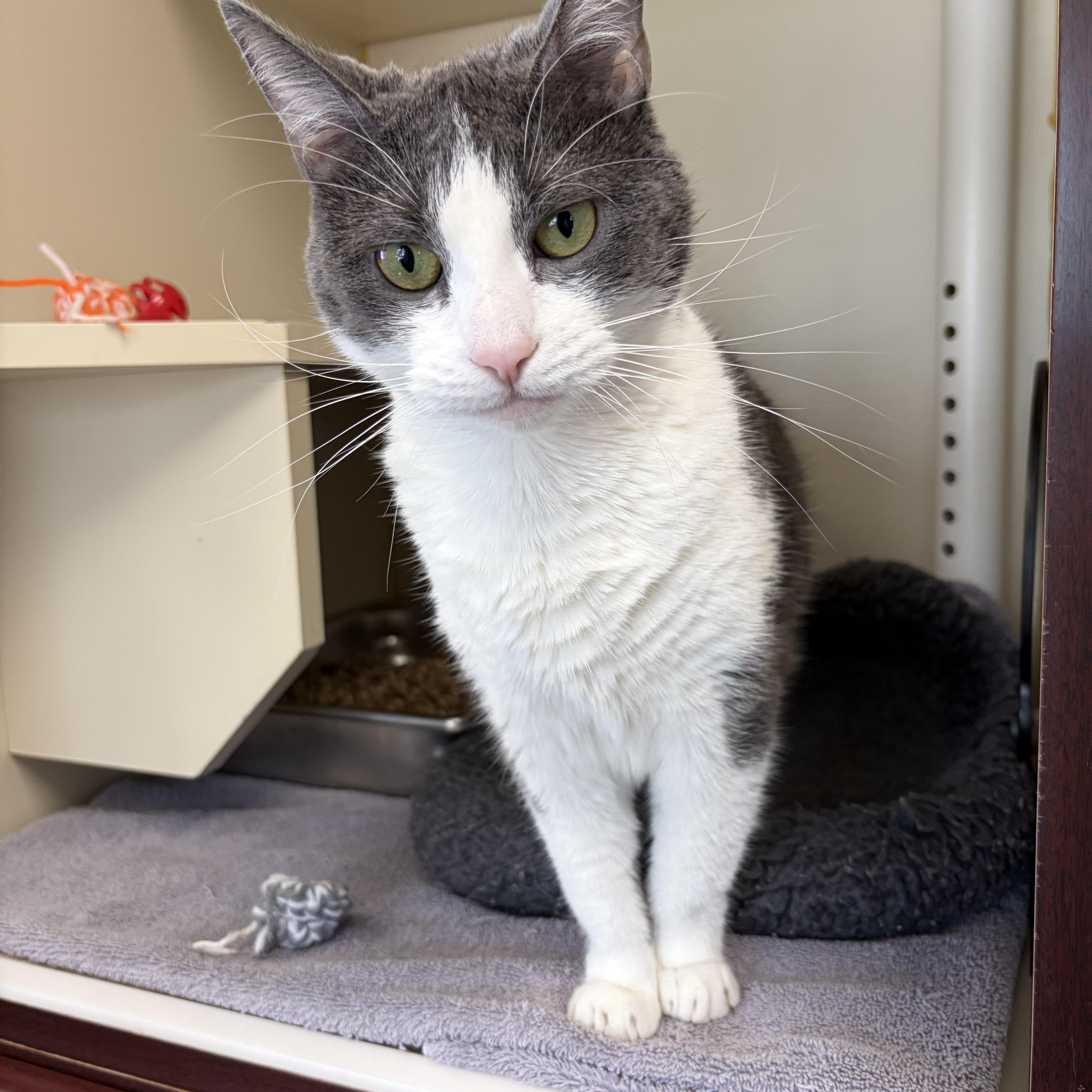 Enlarge Squirrel, a Adoptable Domestic Short Hair in Somerset, NJ image 3/3
