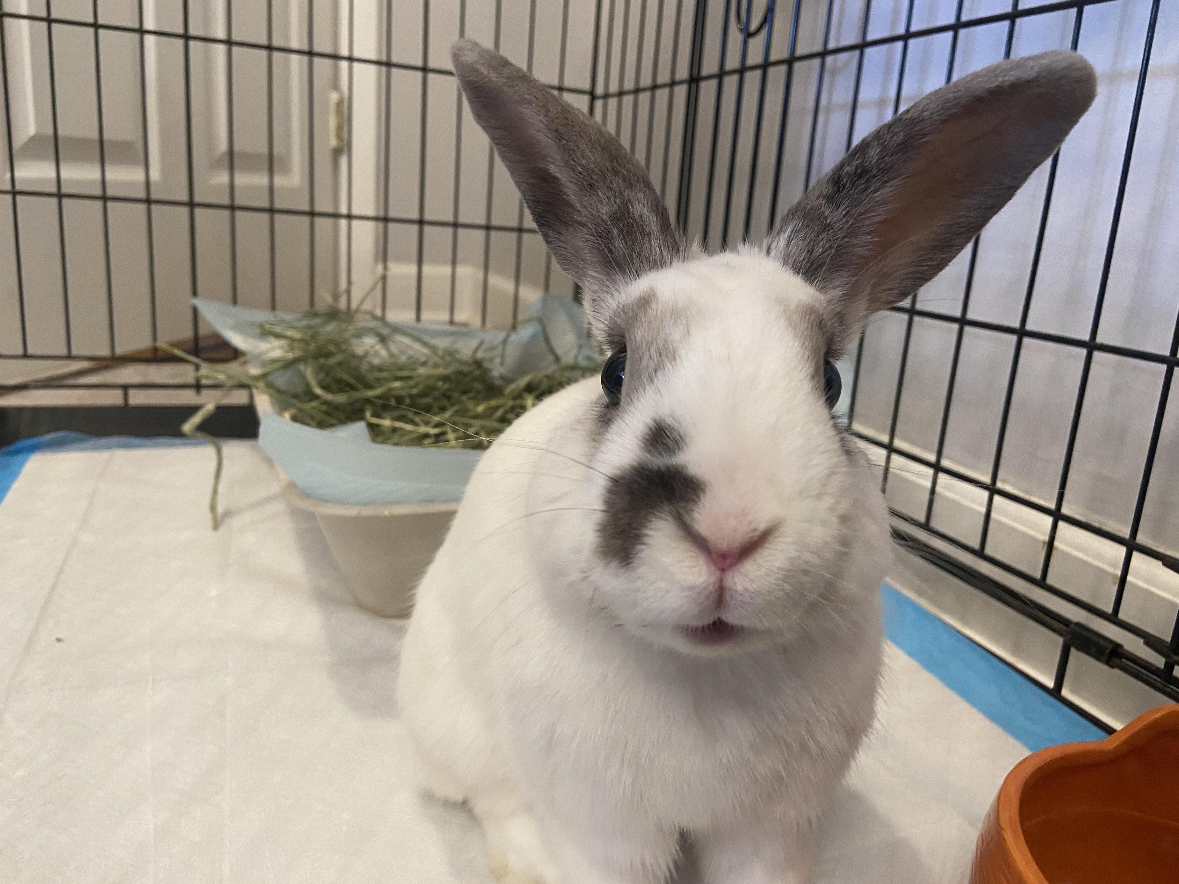 PHANTOM (NEUTERED ADULT MALE)