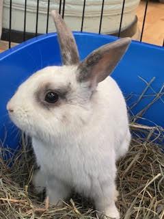 PHANTOM (NEUTERED ADULT MALE) photo 2