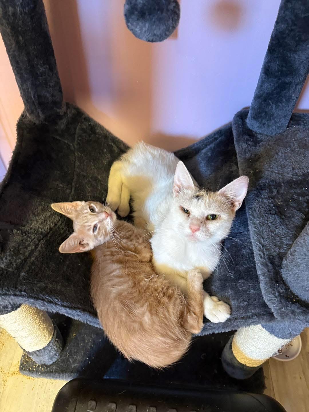 Serena and Jill, Adoptable, Adult Female Domestic Short Hair.