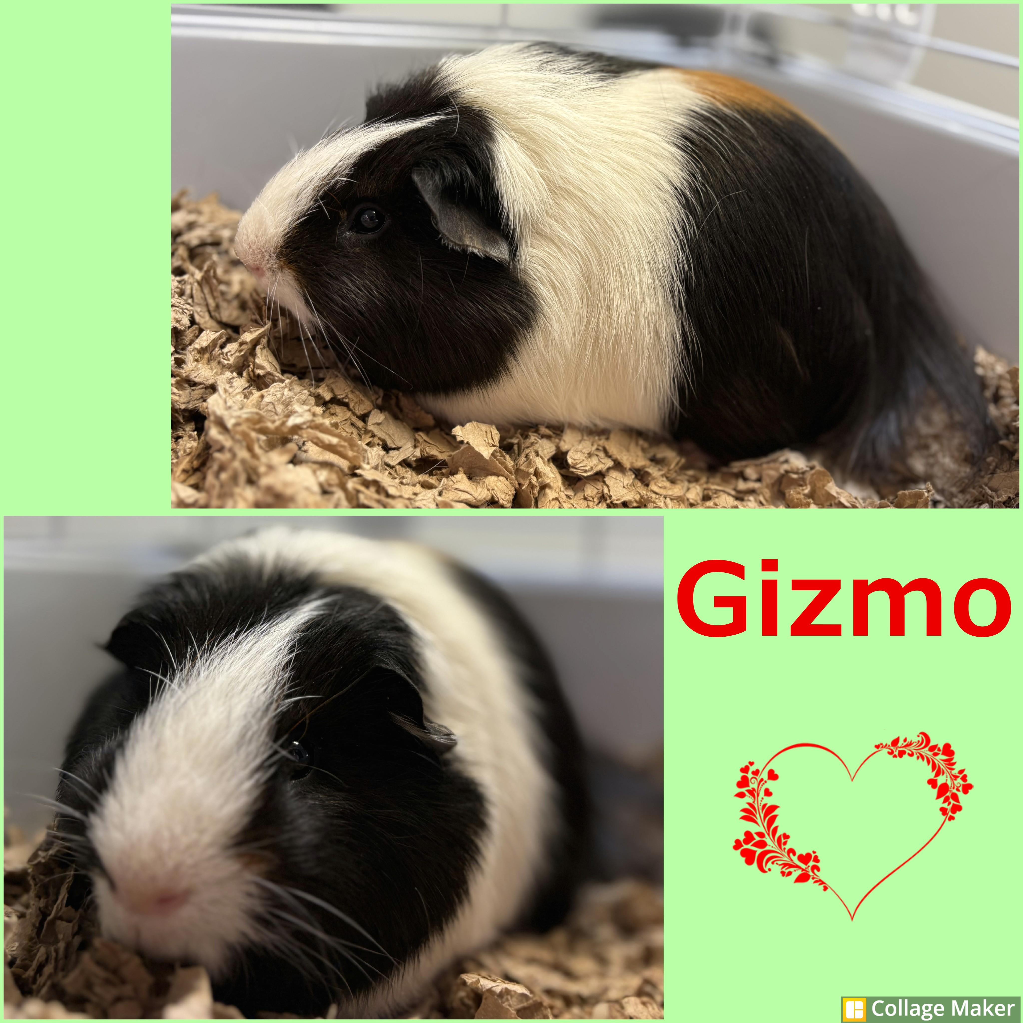 Gizmo