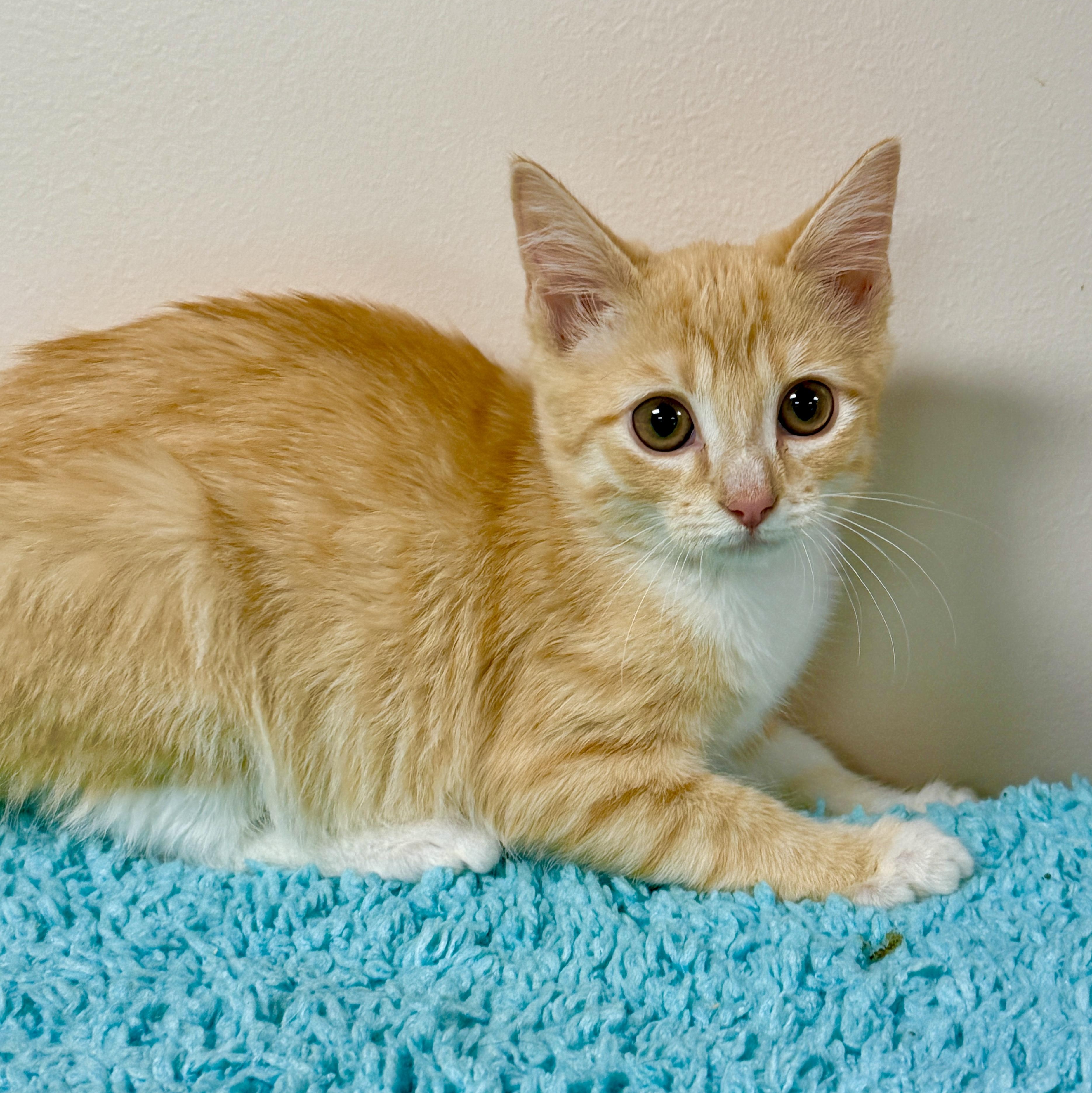 Kimchi, Adopted, Kitten Male Domestic Short Hair.
