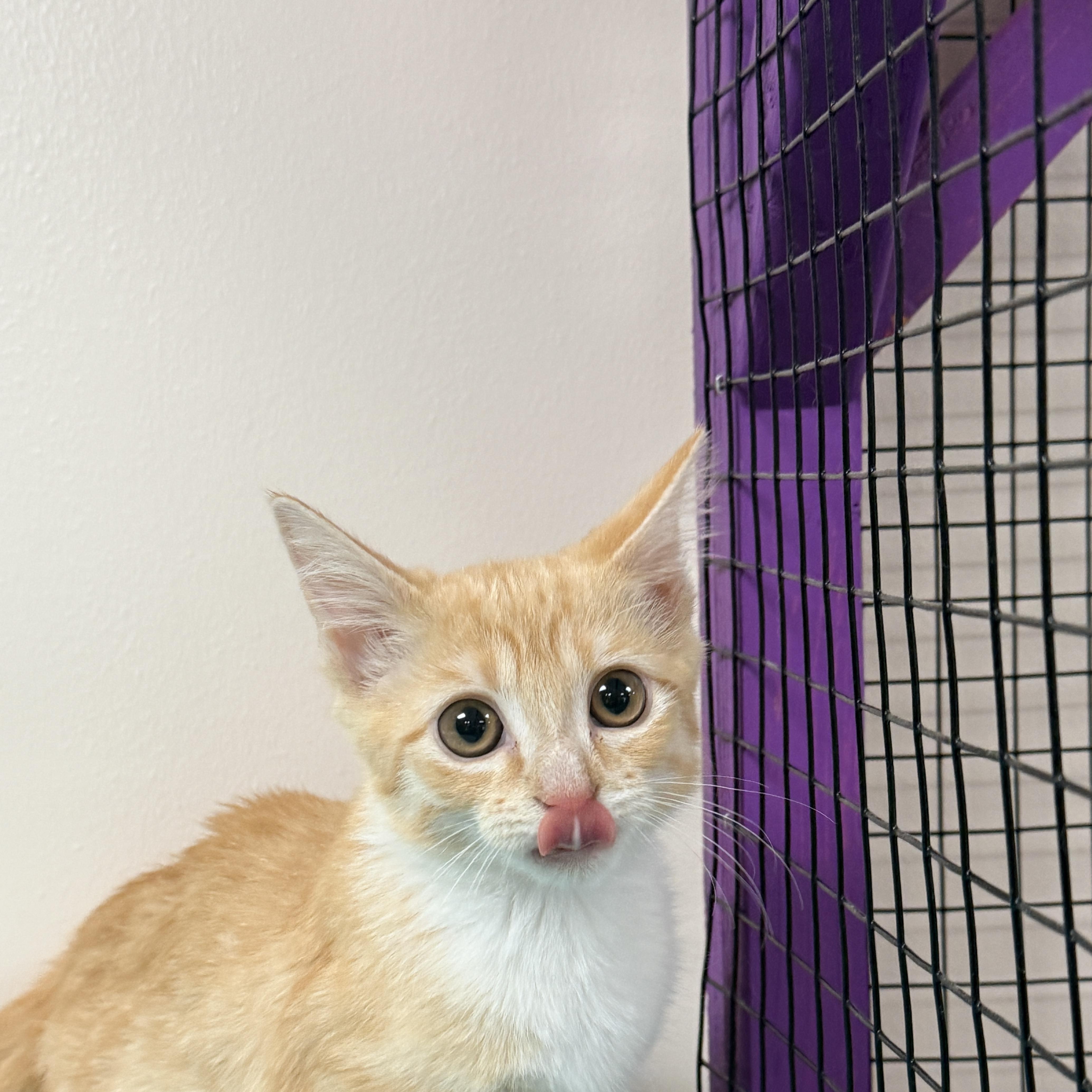 Enlarge Kimchi, a Adopted Domestic Short Hair in Collierville, TN image 4/4