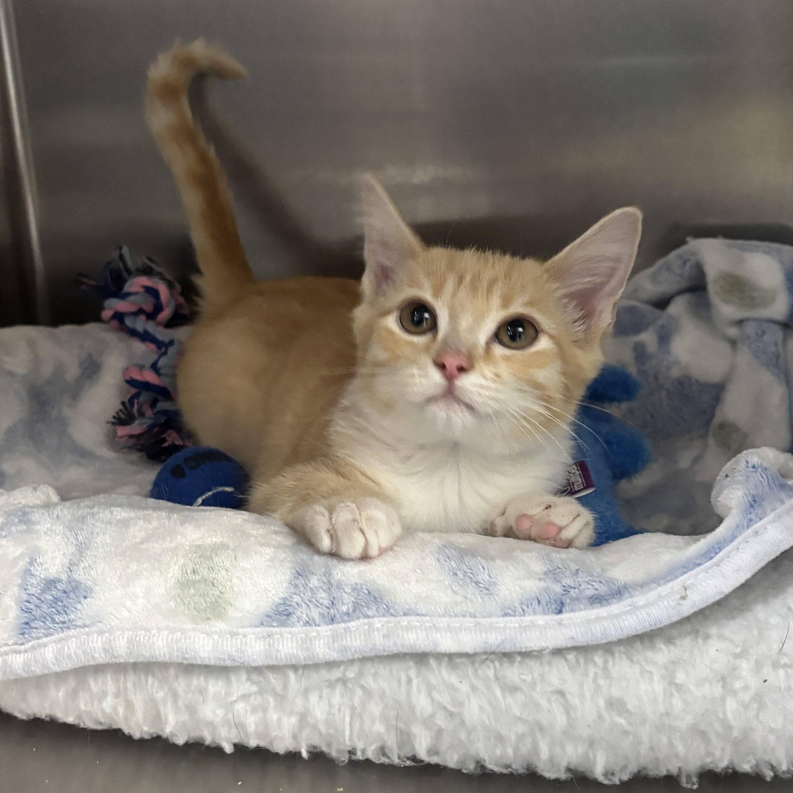 Enlarge Kimchi, a Adopted Domestic Short Hair in Collierville, TN image 3/4