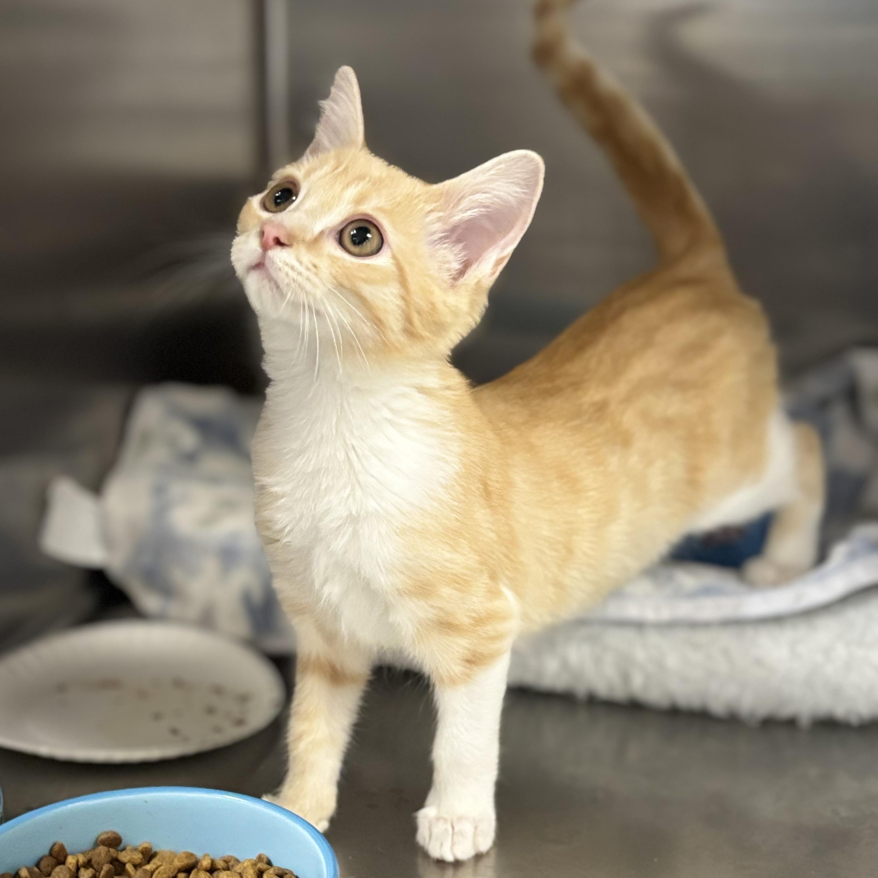 Enlarge Kimchi, a Adopted Domestic Short Hair in Collierville, TN image 2/4