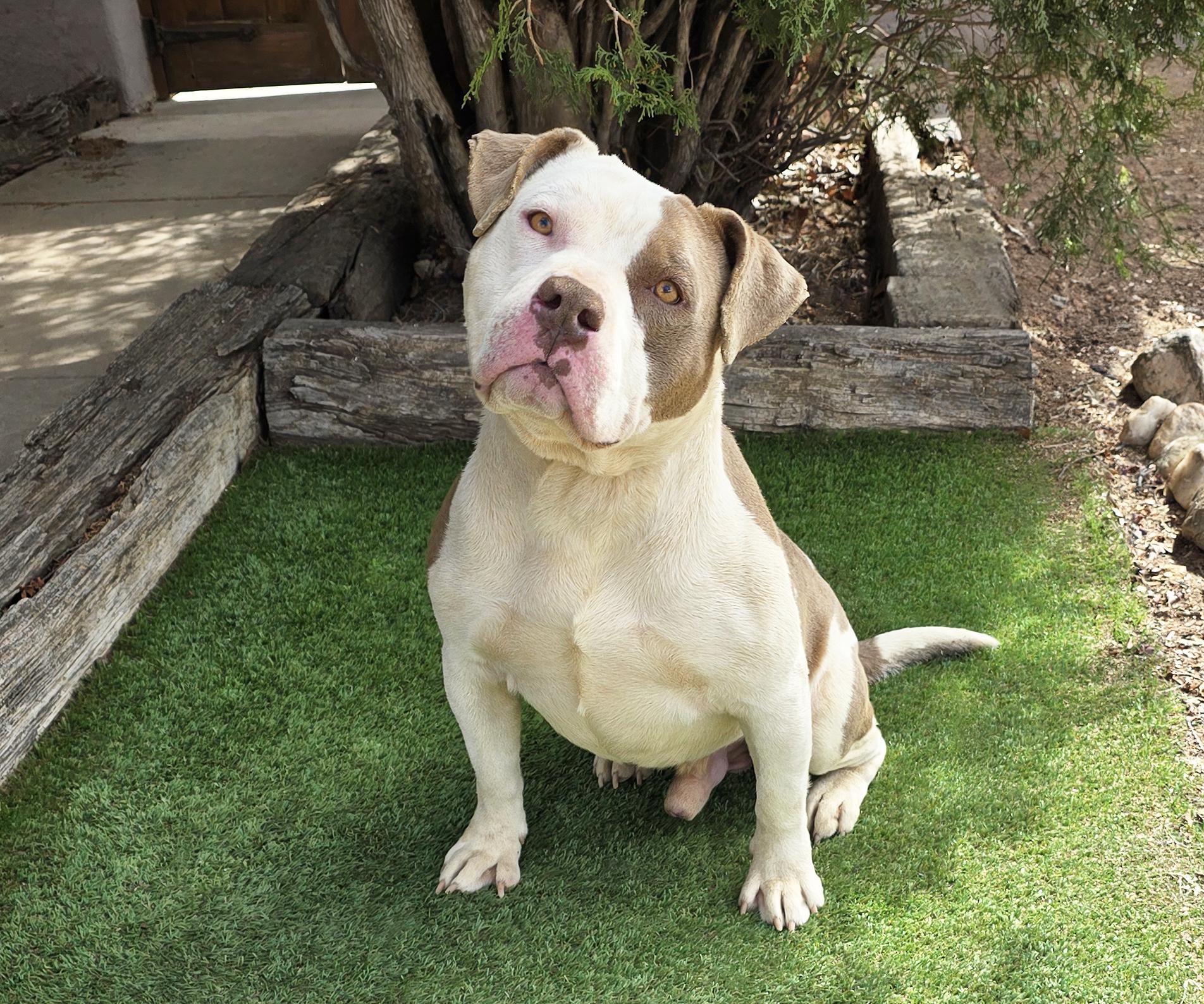 Enlarge Talented Mr Troy = Ambassabull in da Making !, a Adoptable American Bully in Albuquerque, NM image 2/2