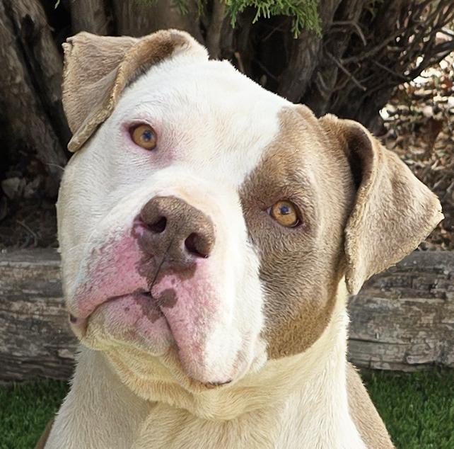 Enlarge Talented Mr Troy = Ambassabull in da Making !, a Adoptable American Bully in Albuquerque, NM image 1/2