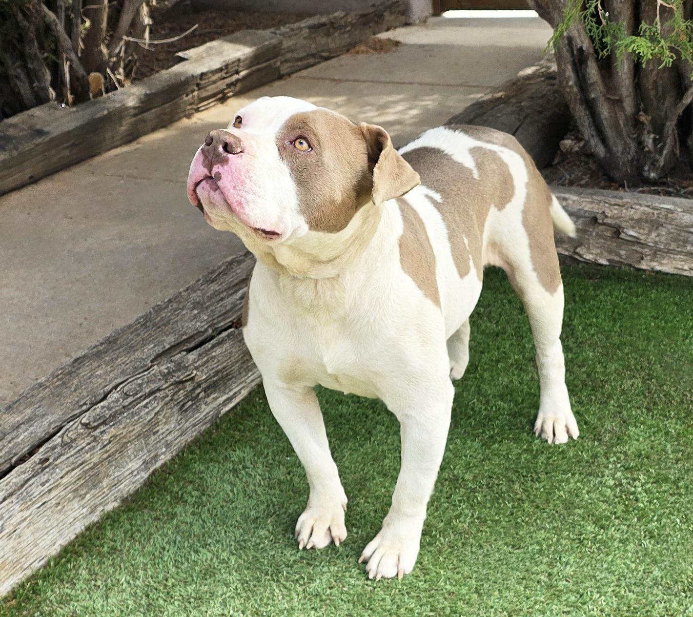 Enlarge Talented Mr Troy = Ambassabull in da Making !, a Adoptable American Bully in Albuquerque, NM image 3/4