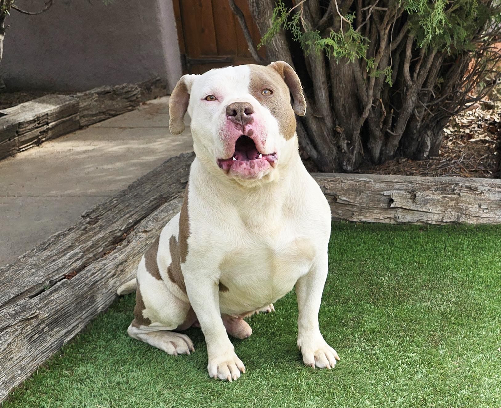 Enlarge Talented Mr Troy = Ambassabull in da Making !, a Adoptable American Bully in Albuquerque, NM image 4/4