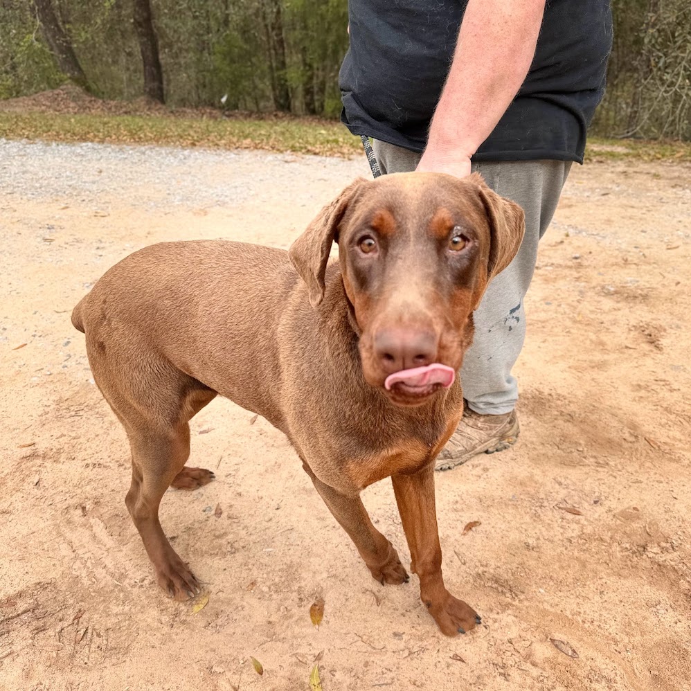Dog for adoption VELCRO, a Doberman Pinscher in East Dover, VT
