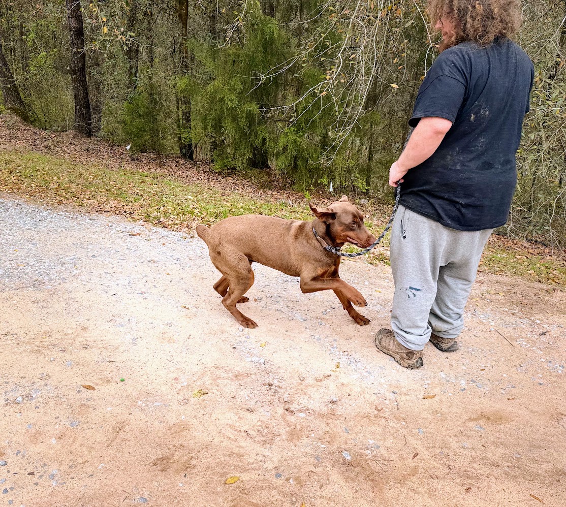 Dog for adoption VELCRO, a Doberman Pinscher in East Dover, VT