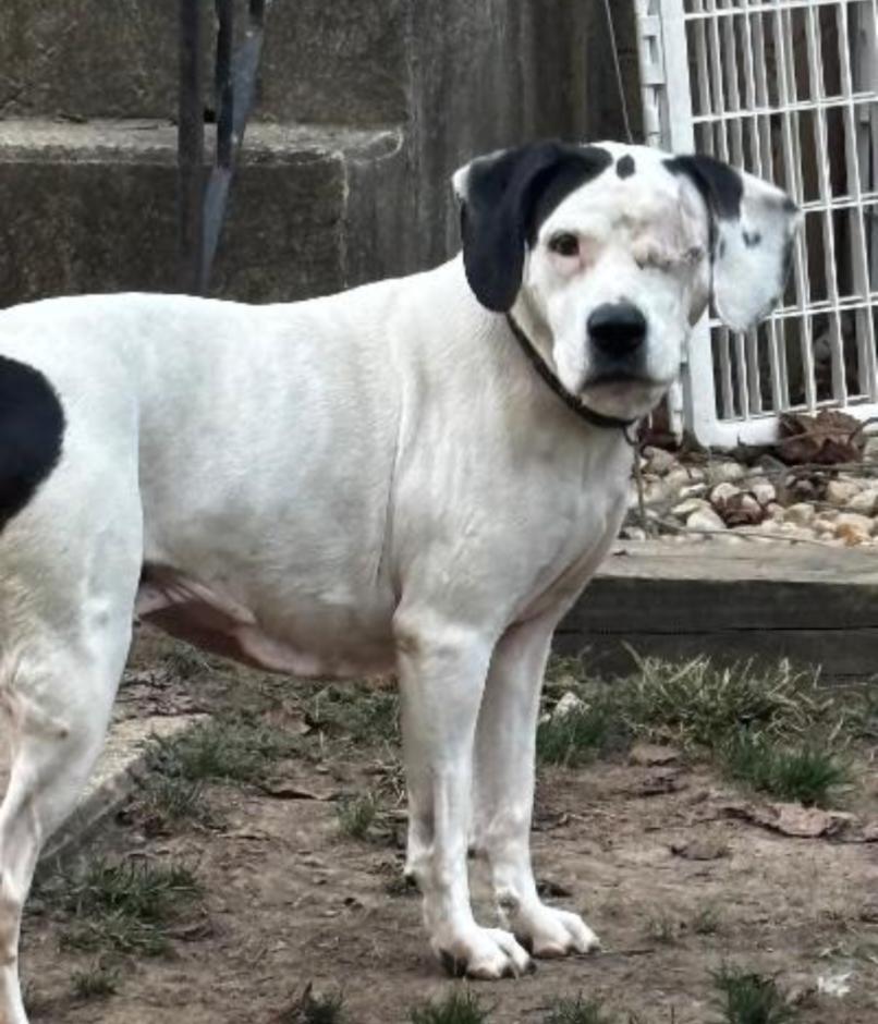 Enlarge STELLA (HOSPICE), an adopted mixed breed in Carroll, OH image 3/3