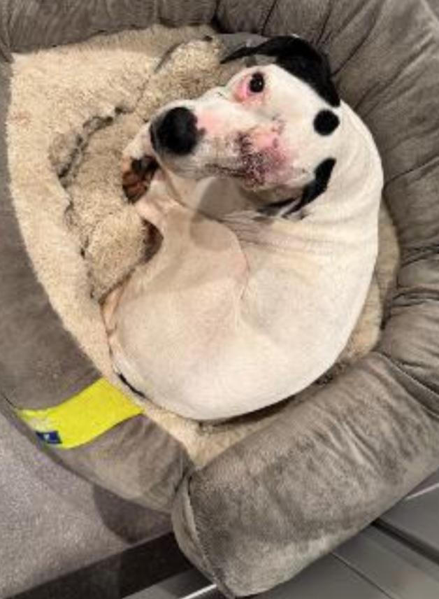 Enlarge STELLA (HOSPICE), an adopted mixed breed in Carroll, OH image 2/3