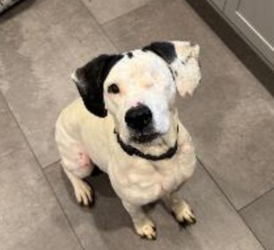 STELLA (HOSPICE), adopted, Senior Female Beagle & Bulldog.