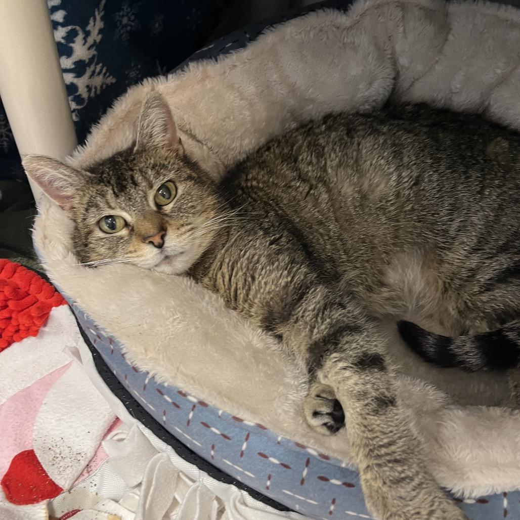 Quinn, Adoptable, Adult Female Domestic Short Hair.