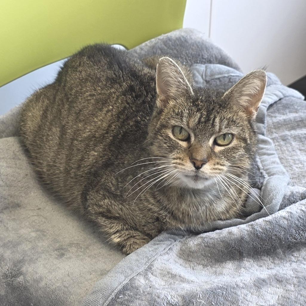 Enlarge Quinn, a Adoptable Domestic Short Hair in Fort Wayne, IN image 2/6
