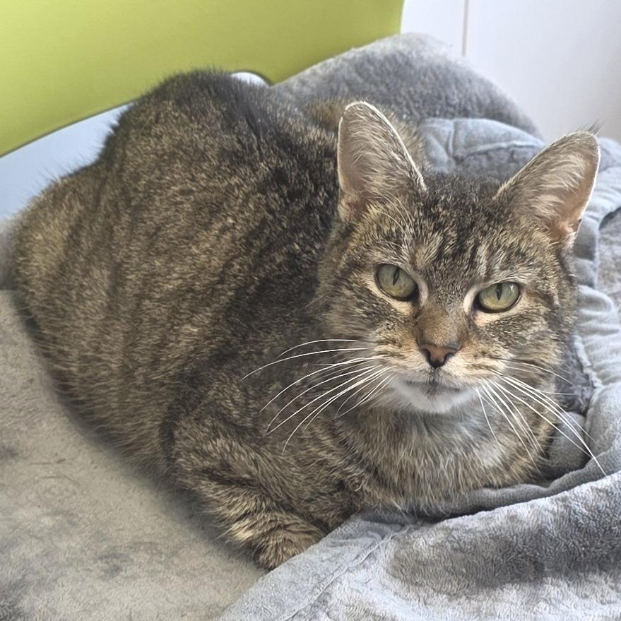 Enlarge Quinn, a Adoptable Domestic Short Hair in Fort Wayne, IN image 2/6