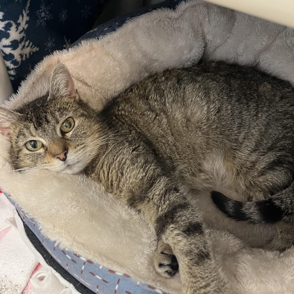 Enlarge Quinn, a Adoptable Domestic Short Hair in Fort Wayne, IN image 3/6