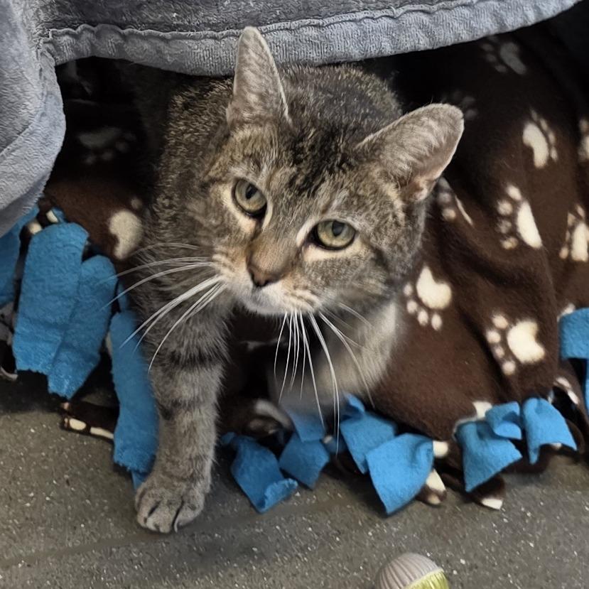 Enlarge Quinn, a Adoptable Domestic Short Hair in Fort Wayne, IN image 4/6