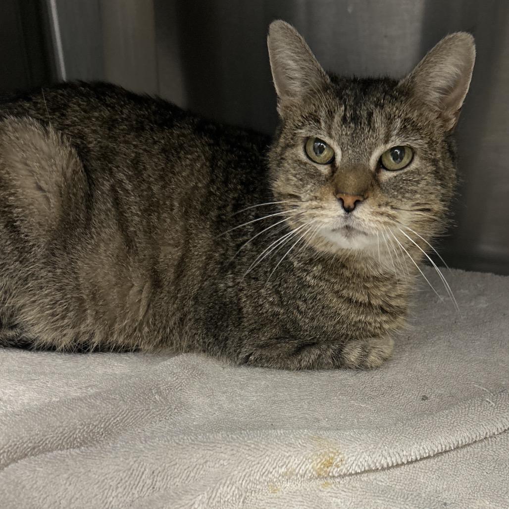 Enlarge Quinn, a Adoptable Domestic Short Hair in Fort Wayne, IN image 5/6