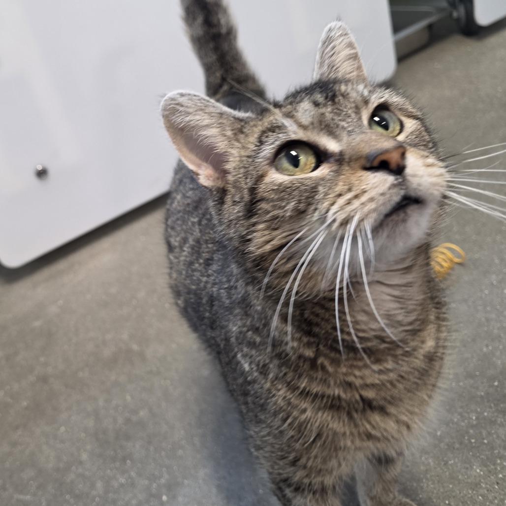 Enlarge Quinn, a Adoptable Domestic Short Hair in Fort Wayne, IN image 6/6