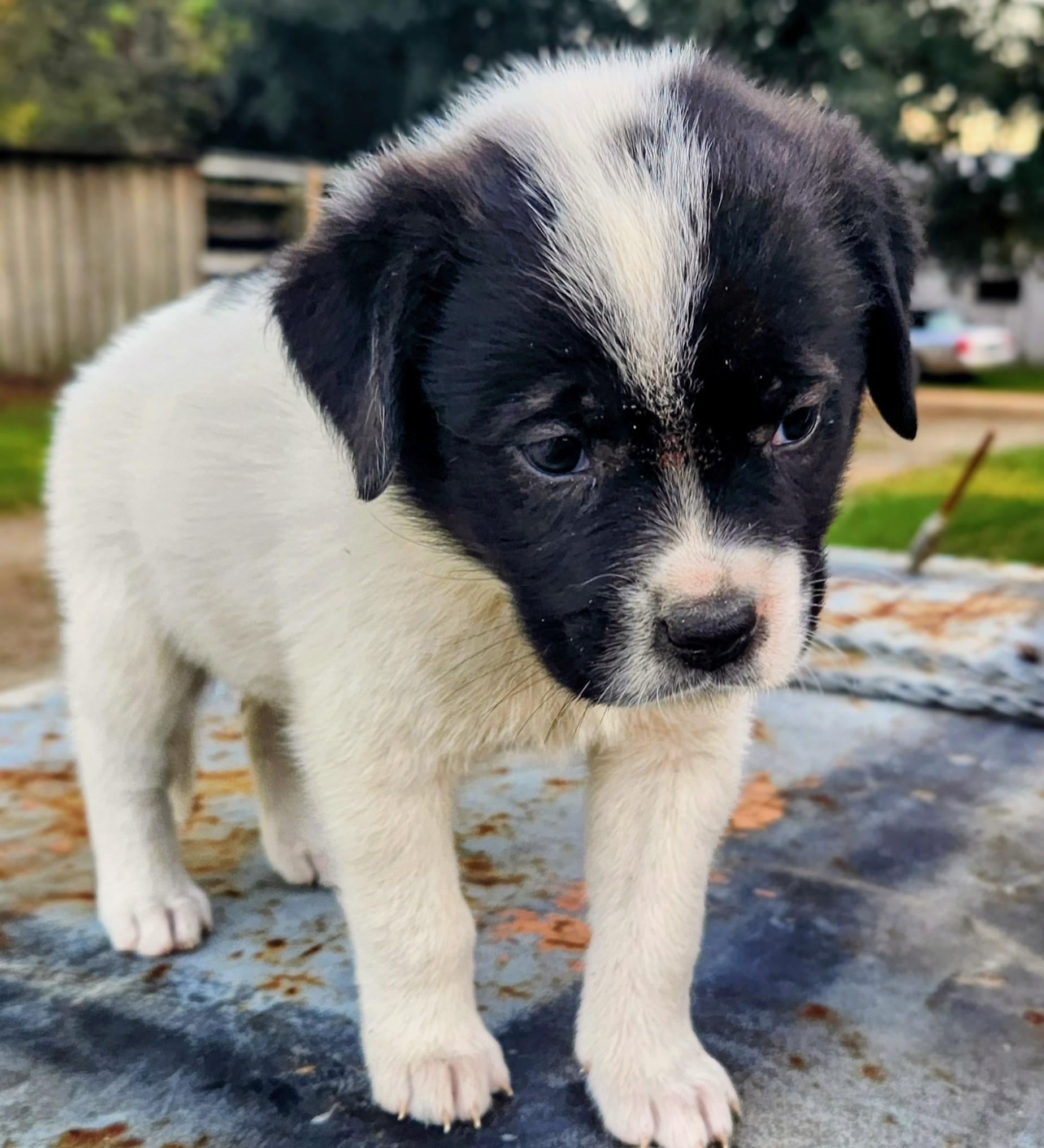 Enlarge Pecan FCD#1101, a Adopted Boxer in Barnwell, SC image 1/1