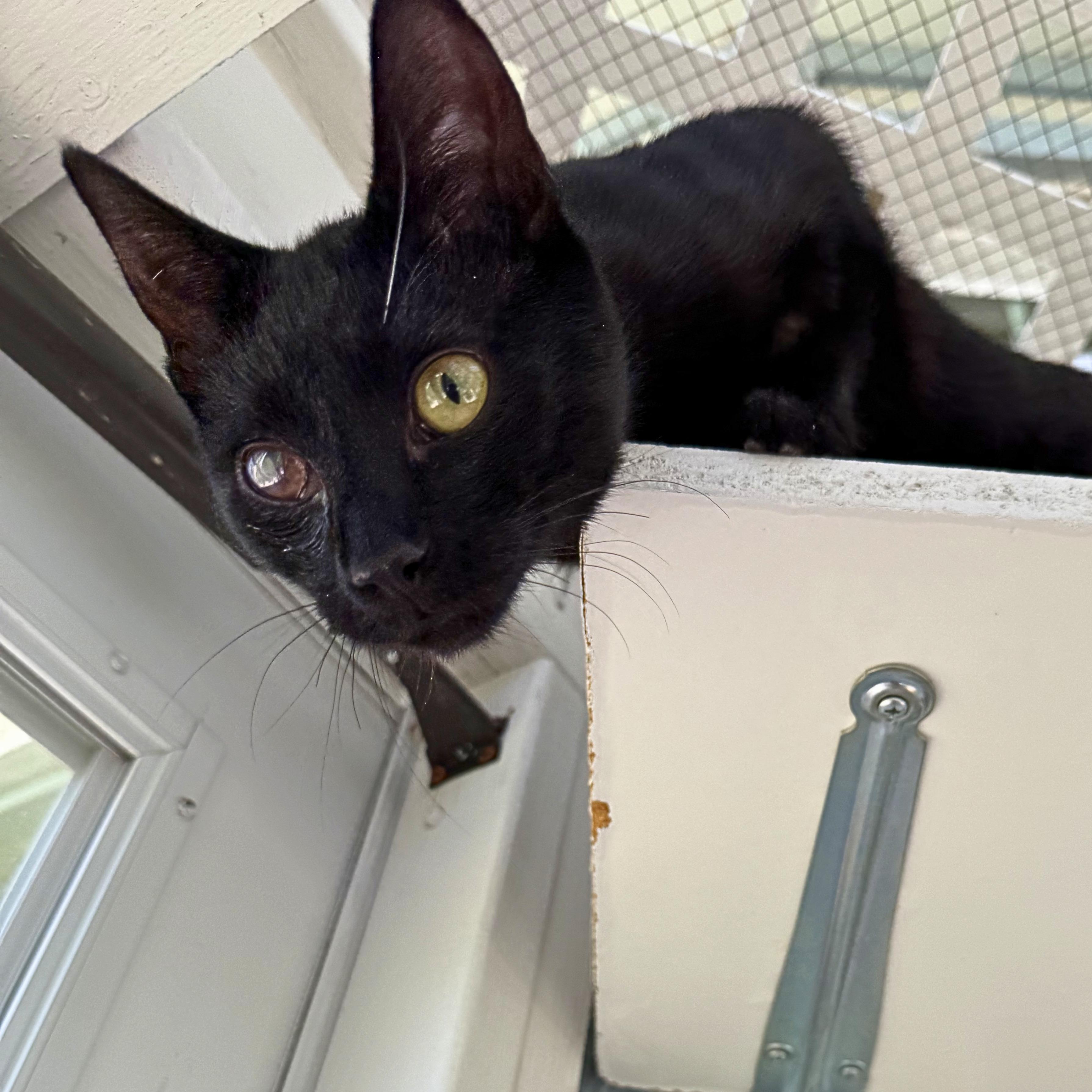 Enlarge Minnie, an adoptable Domestic Short Hair in Ridgway, CO image 4/6