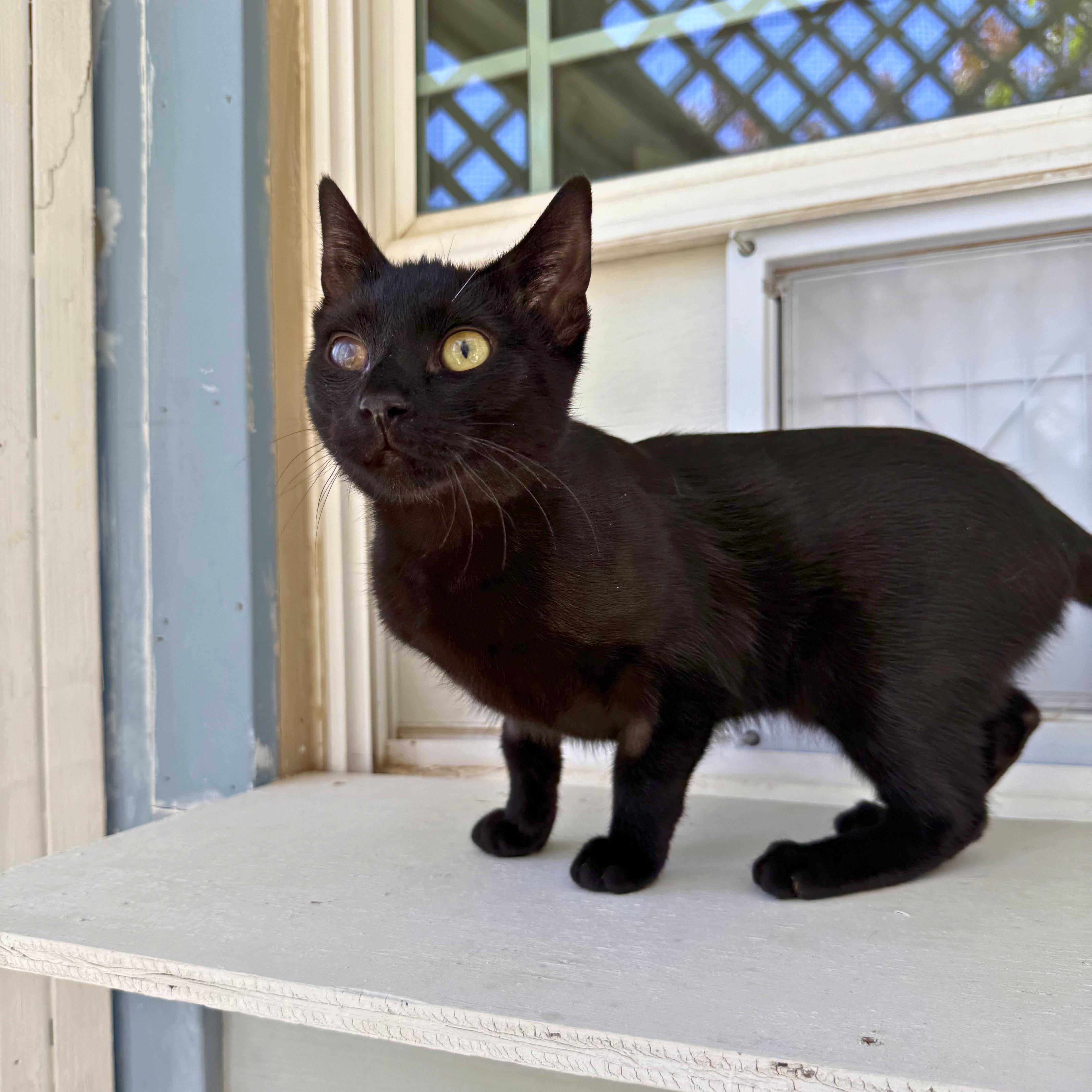 Enlarge Minnie, an adoptable Domestic Short Hair in Ridgway, CO image 1/6