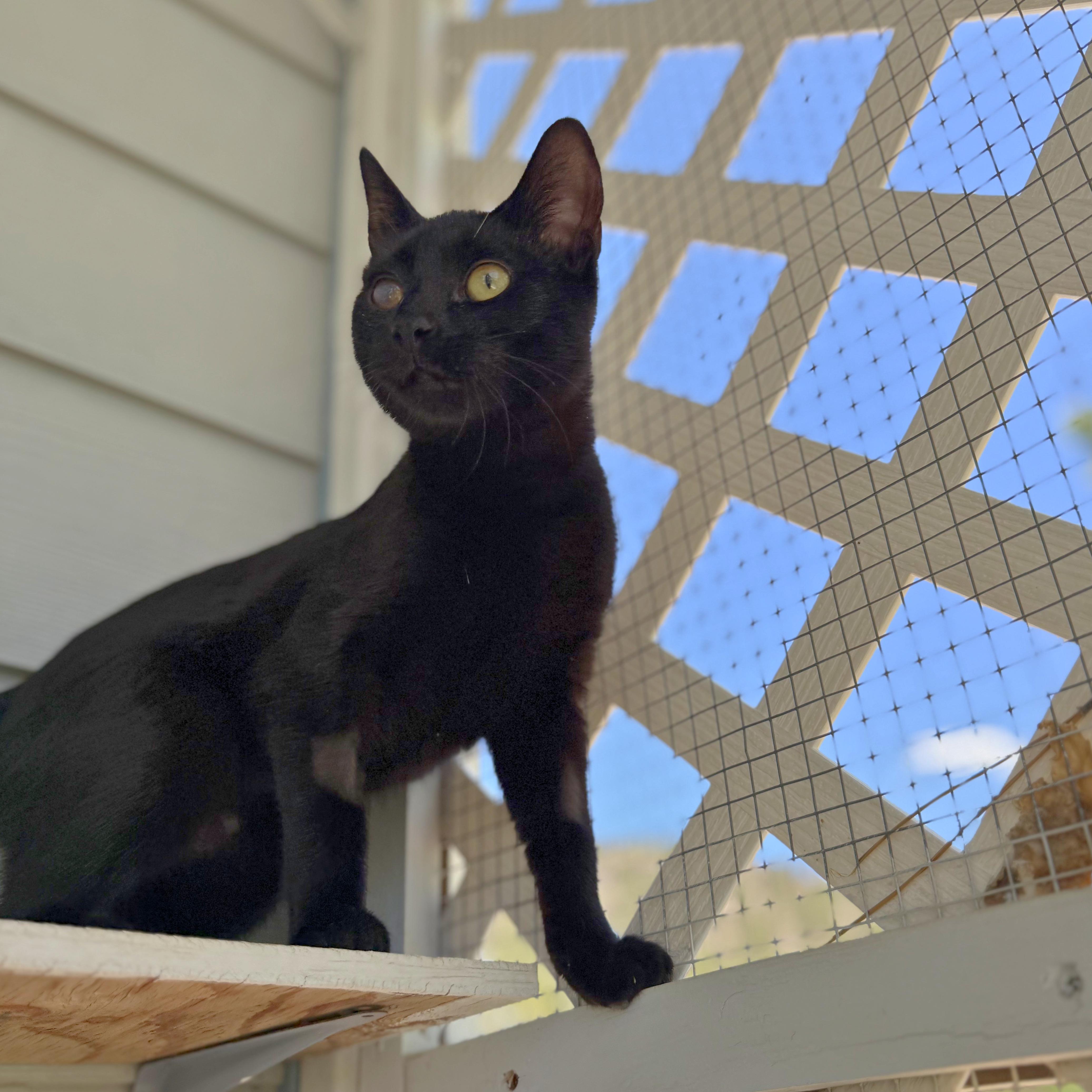 Enlarge Minnie, an adoptable Domestic Short Hair in Ridgway, CO image 5/6