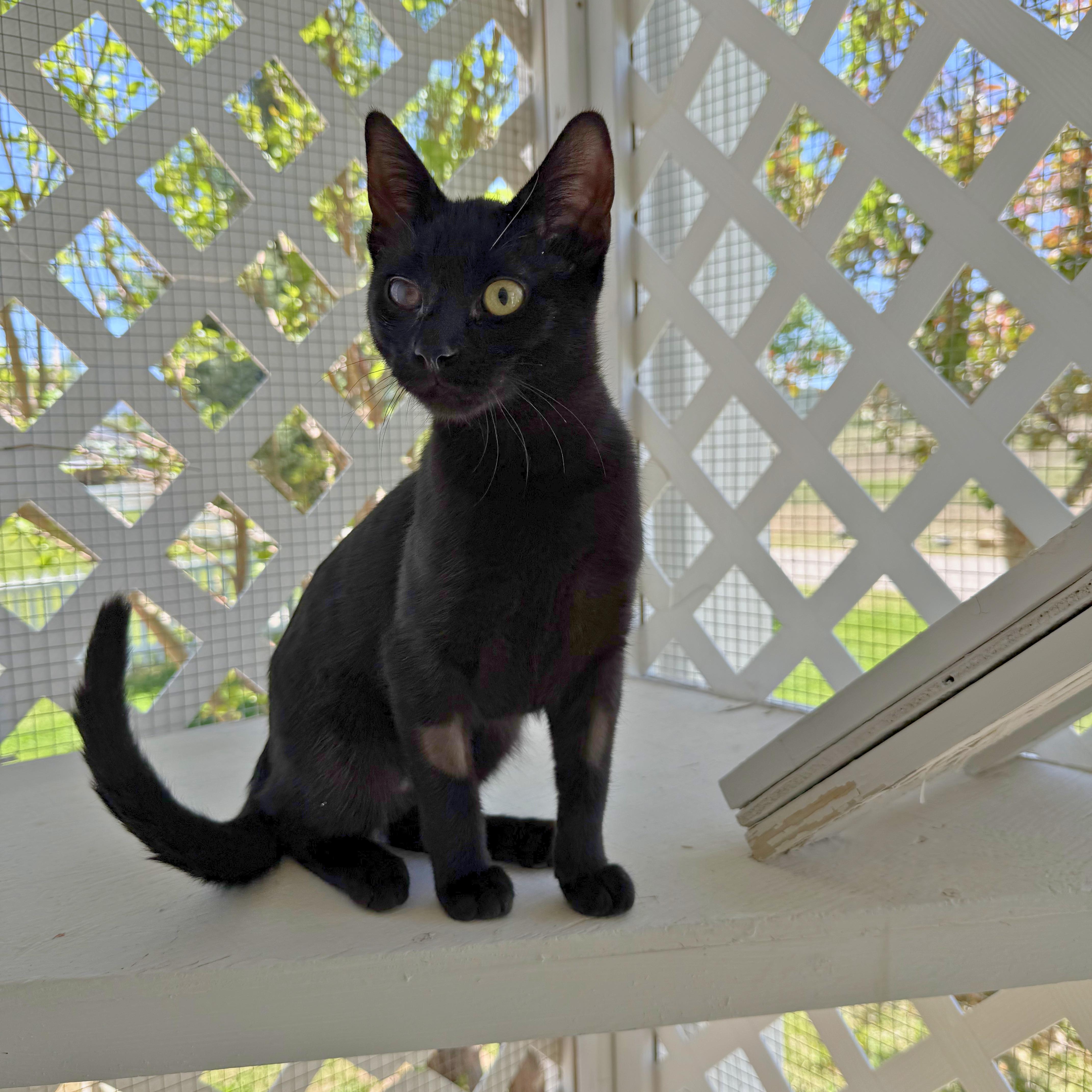 Enlarge Minnie, an adoptable Domestic Short Hair in Ridgway, CO image 3/6