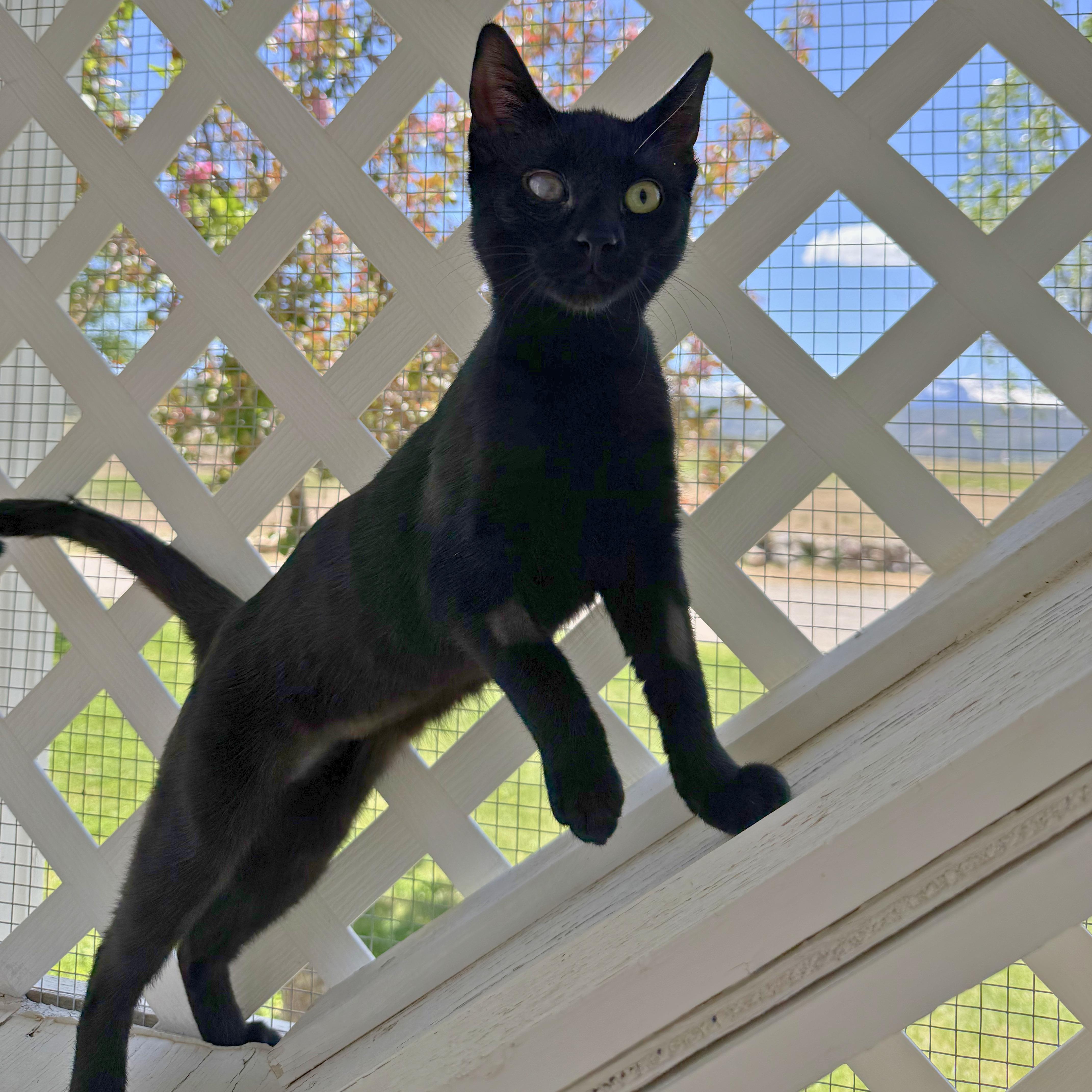 Enlarge Minnie, an adoptable Domestic Short Hair in Ridgway, CO image 6/6