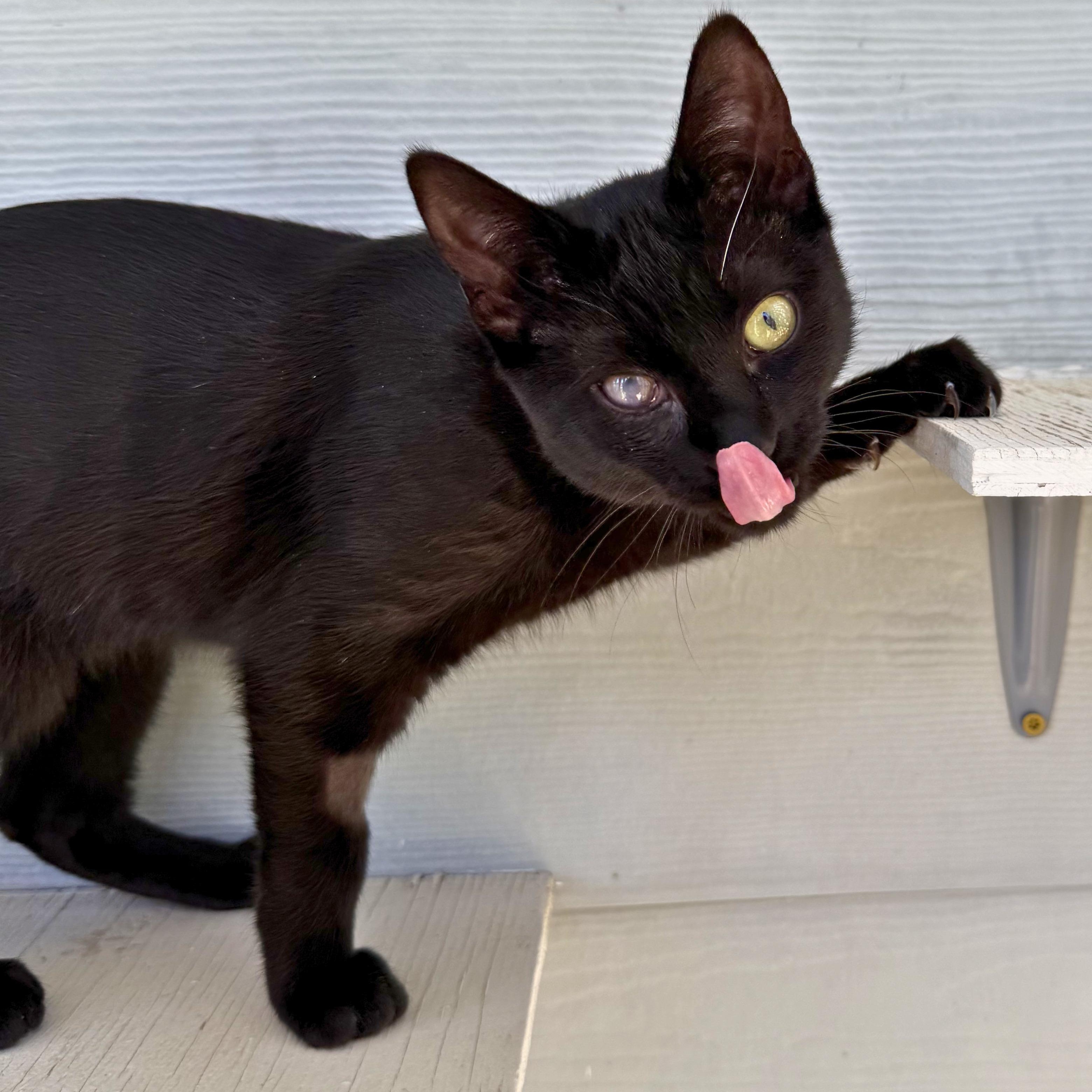 Enlarge Minnie, an adoptable Domestic Short Hair in Ridgway, CO image 2/6