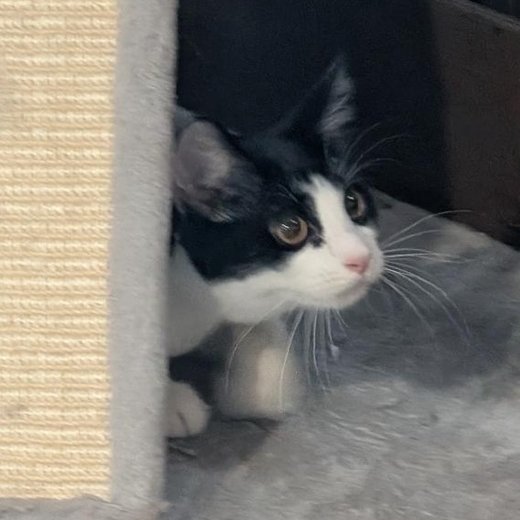 Enlarge Cheese Curl, a Adopted Domestic Short Hair in Reisterstown, MD image 1/5