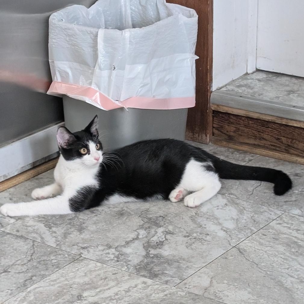 Enlarge Cheese Curl, a Adopted Domestic Short Hair in Reisterstown, MD image 2/5