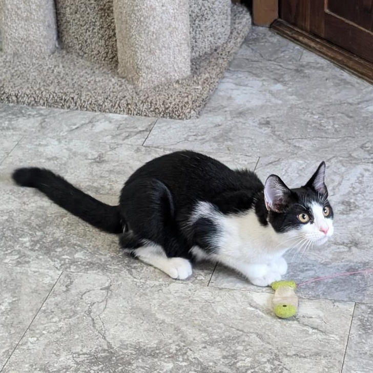 Enlarge Cheese Curl, a Adopted Domestic Short Hair in Reisterstown, MD image 3/5