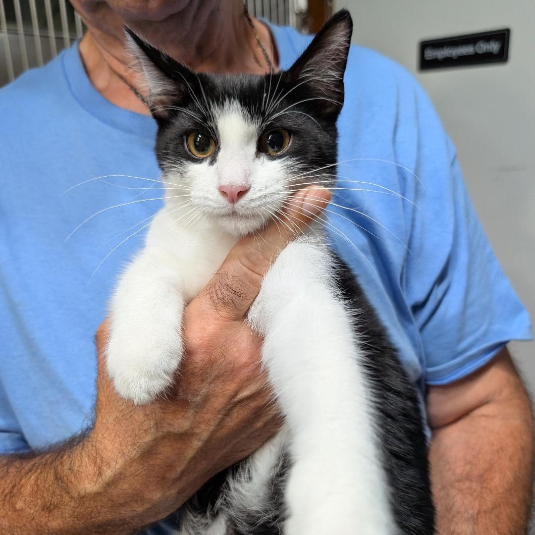 Enlarge Cheese Curl, a Adopted Domestic Short Hair in Reisterstown, MD image 5/5