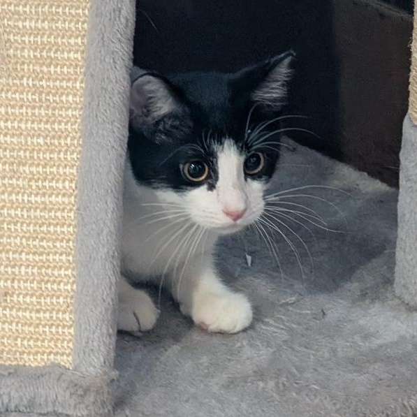 Enlarge Cheese Curl, a Adopted Domestic Short Hair in Reisterstown, MD image 4/5