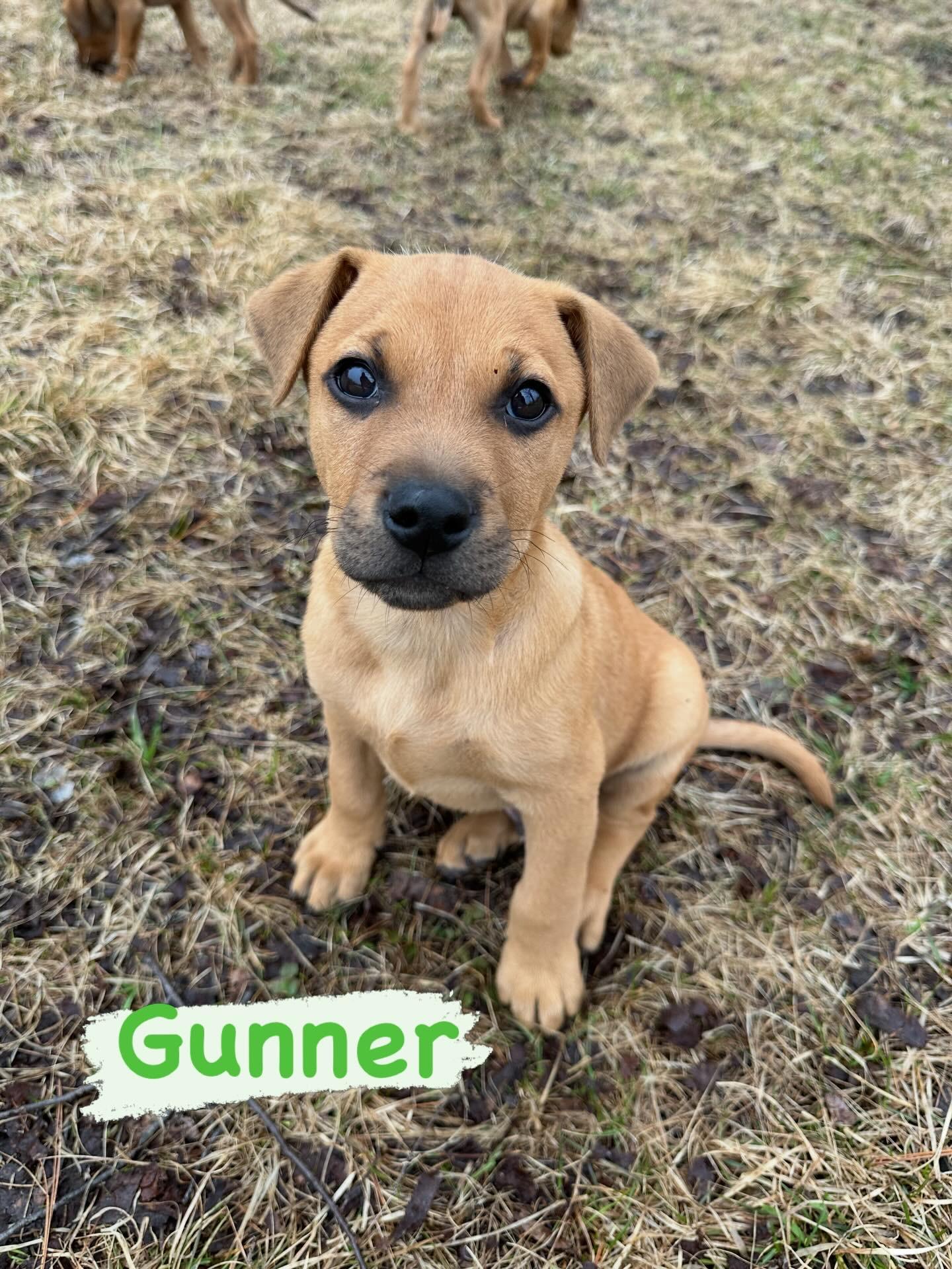 Gunner, Adoptable, Puppy Male Mixed Breed.