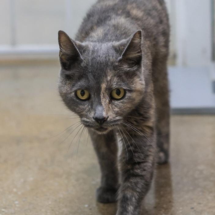 Gravy — thumbnail 3