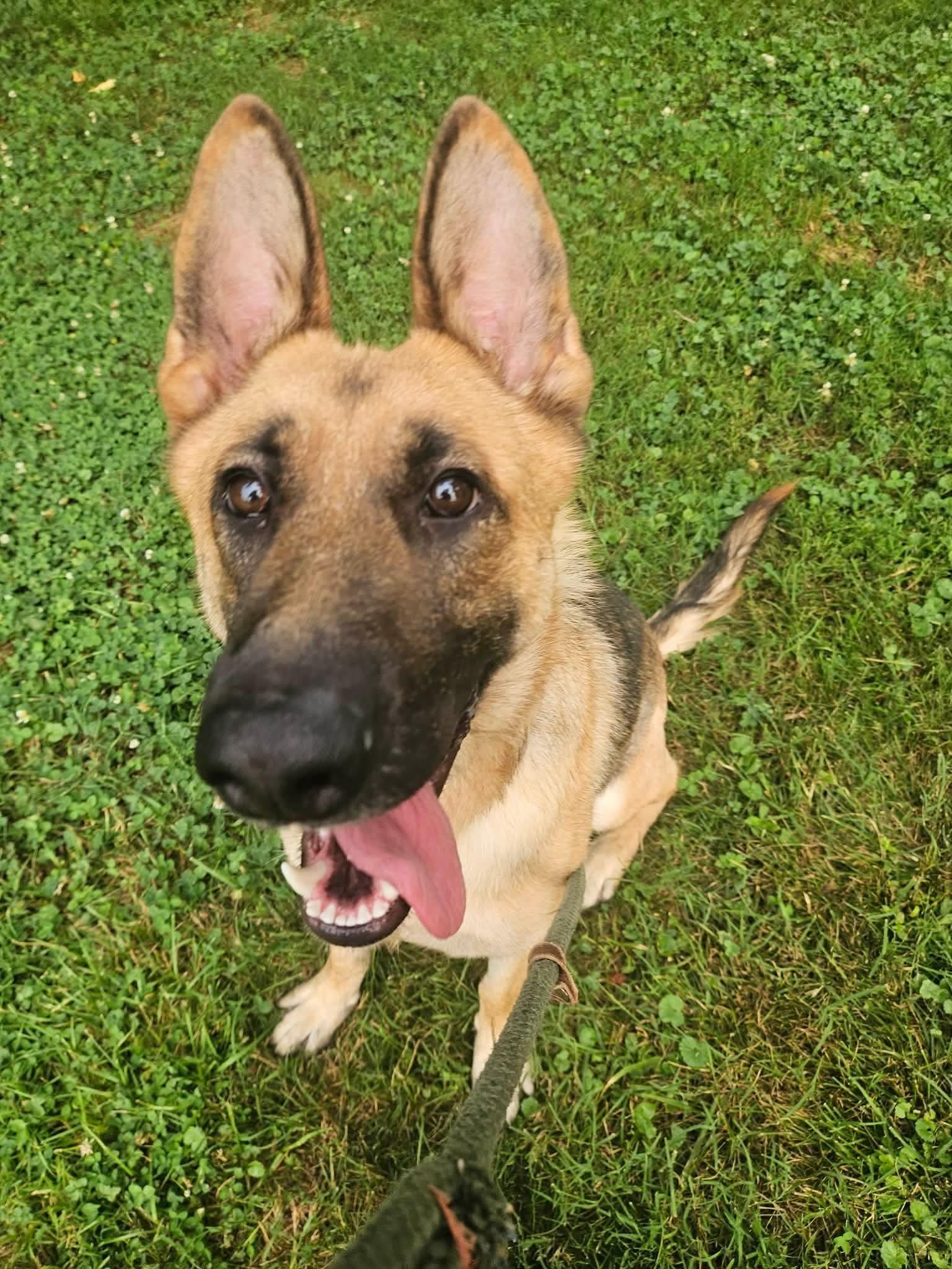 Angel, ADOPTABLE, Adult Female German Shepherd Dog.