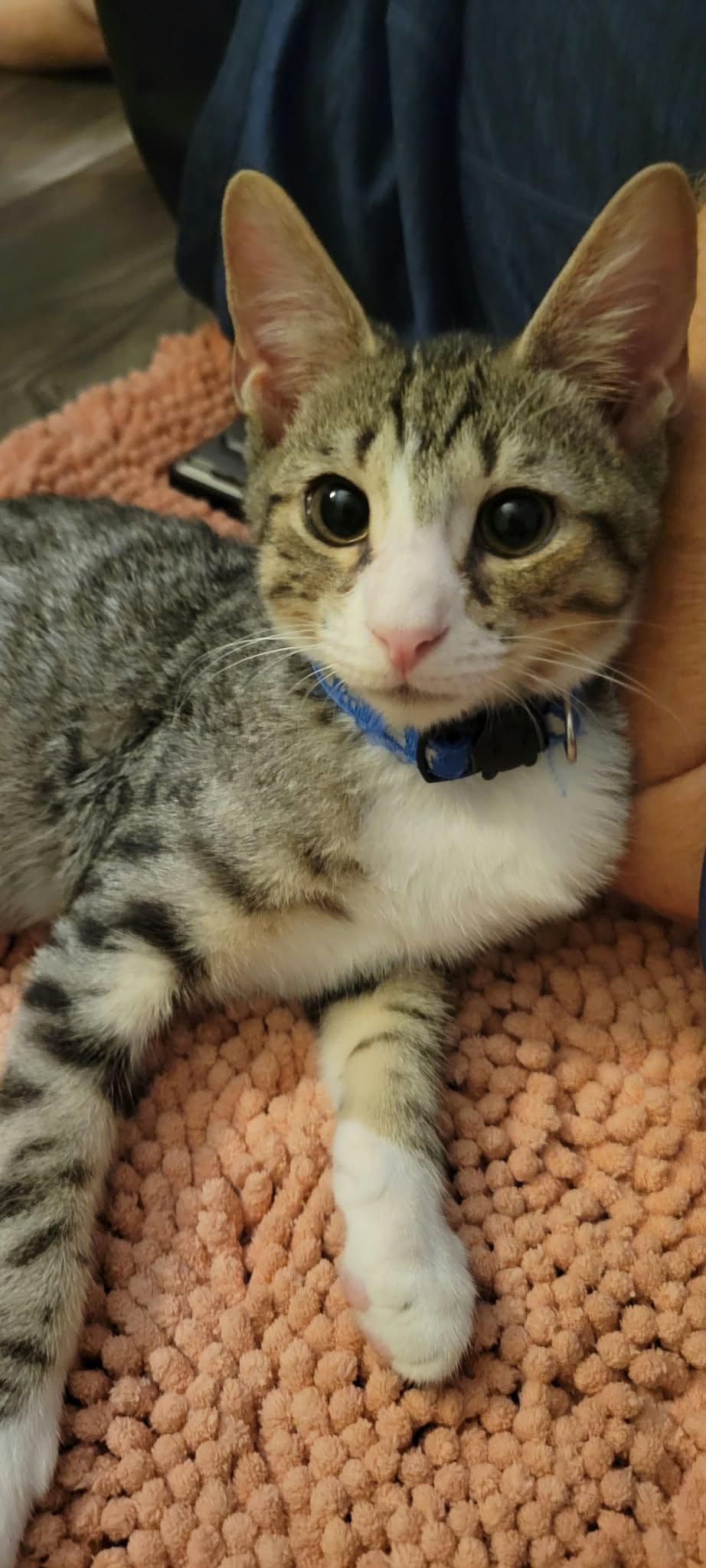 Fernando, Adoptable, Young Male Domestic Short Hair.