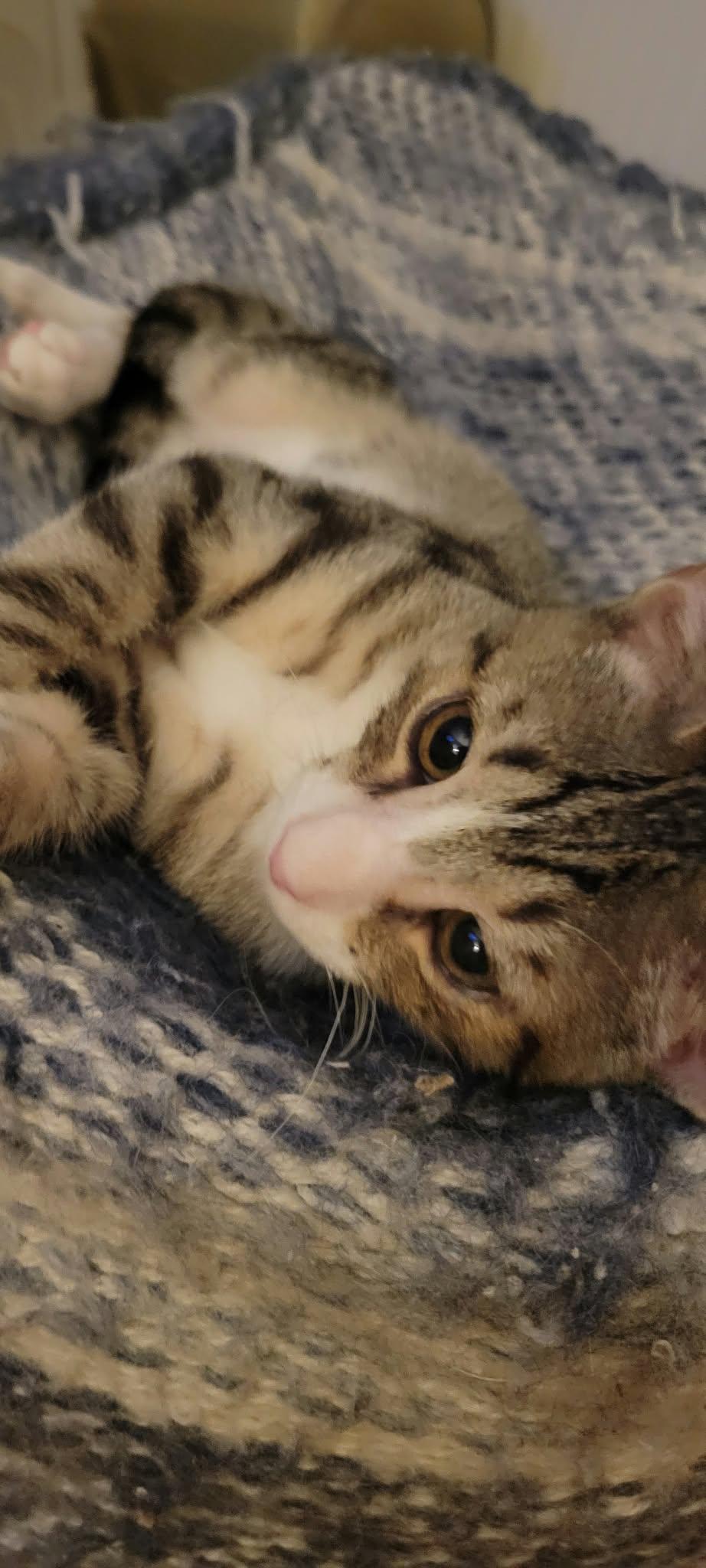 Enlarge Fernando, a Adoptable Domestic Short Hair in Charleston, SC image 2/2