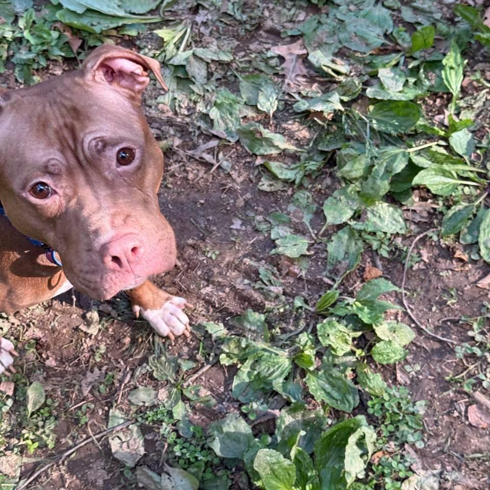 Luna, Adoptable, Adult Female Terrier & Mixed Breed.