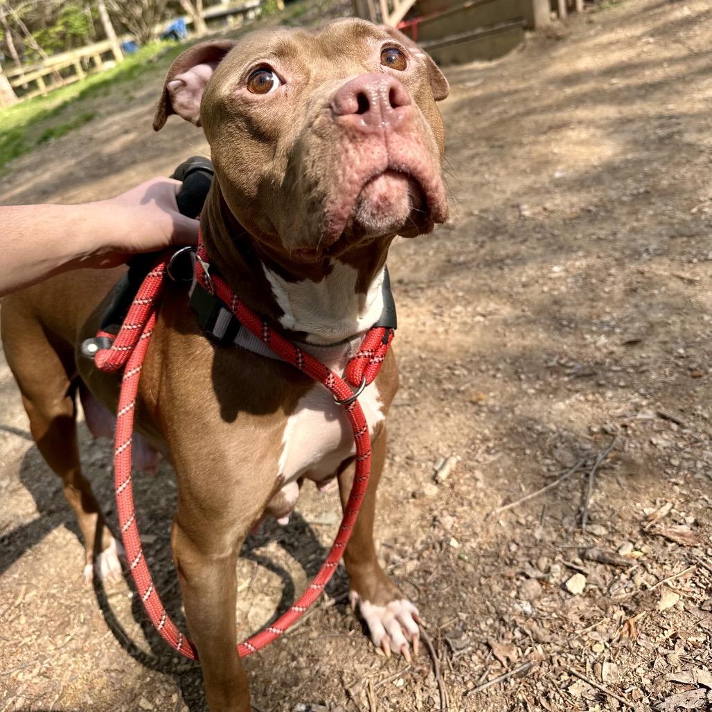 Luna, a Adoptable mixed breed in West Chester, PA image 1/5