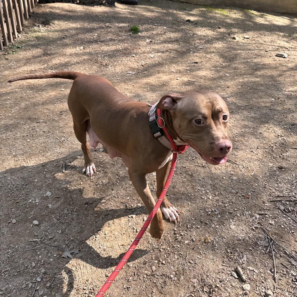Luna, a Adoptable mixed breed in West Chester, PA image 2/5