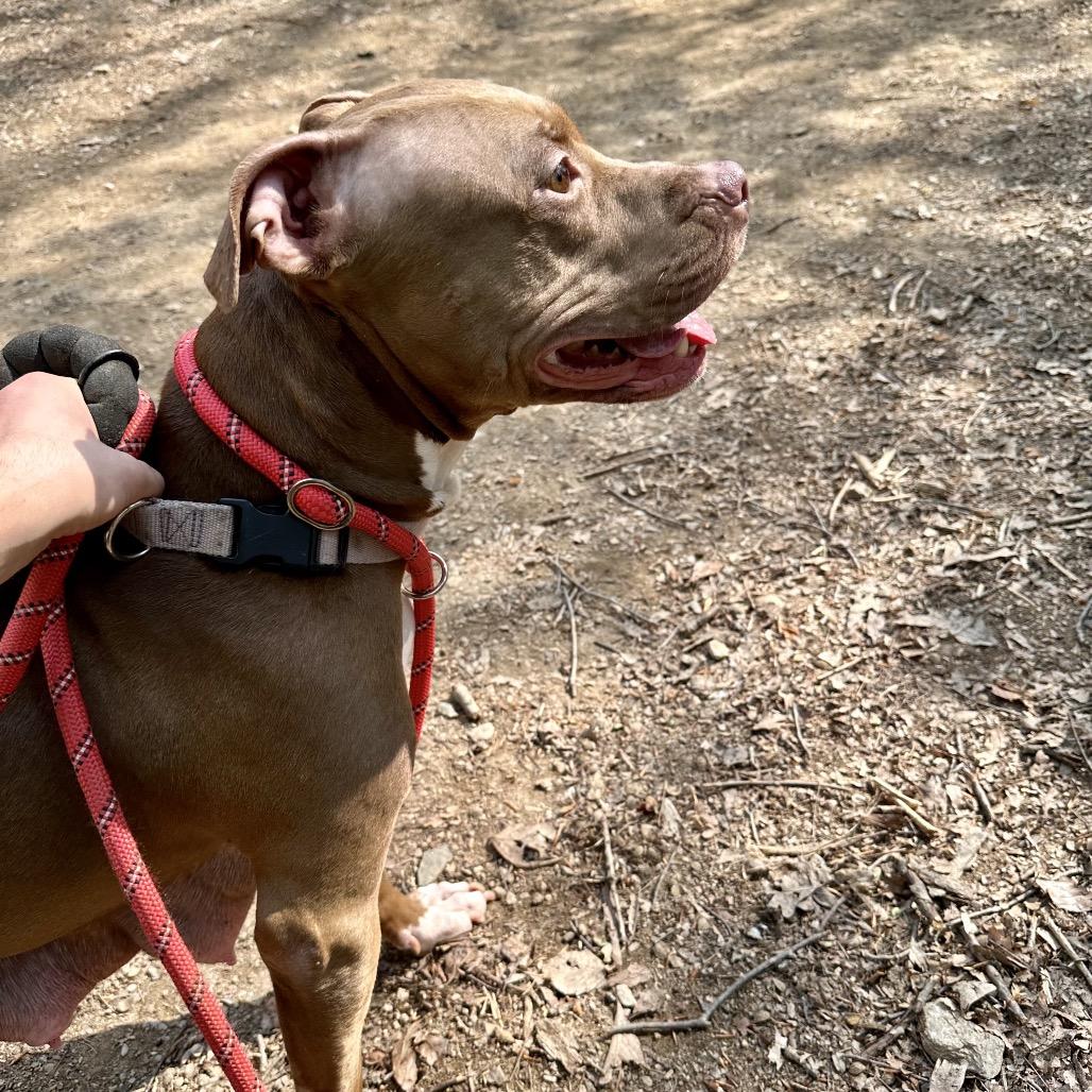 Luna, a Adoptable mixed breed in West Chester, PA image 3/5