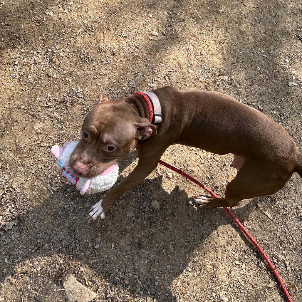 Luna, a Adoptable mixed breed in West Chester, PA image 5/5