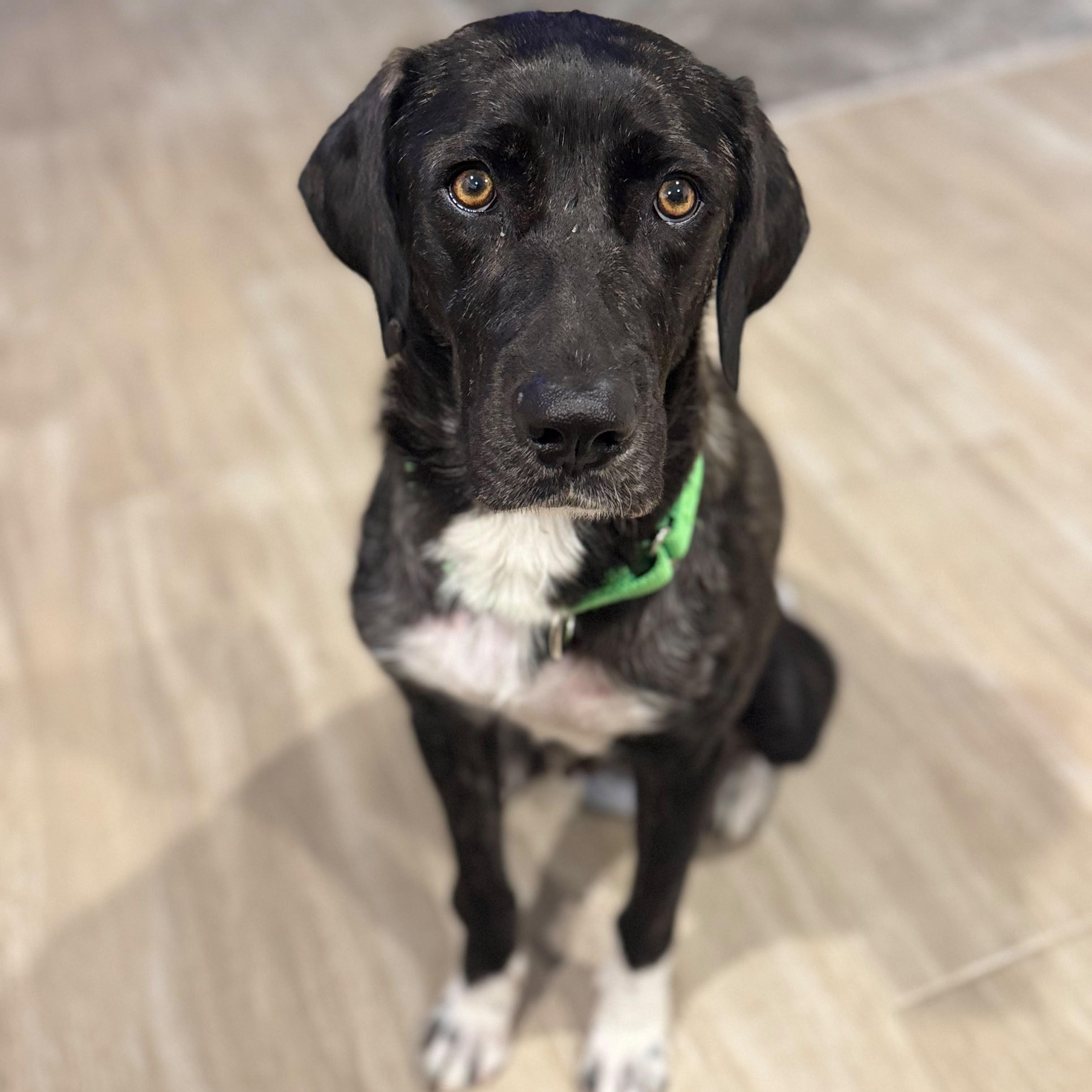 Enlarge Amber, a ADOPTABLE mixed breed in Houston, TX image 3/4