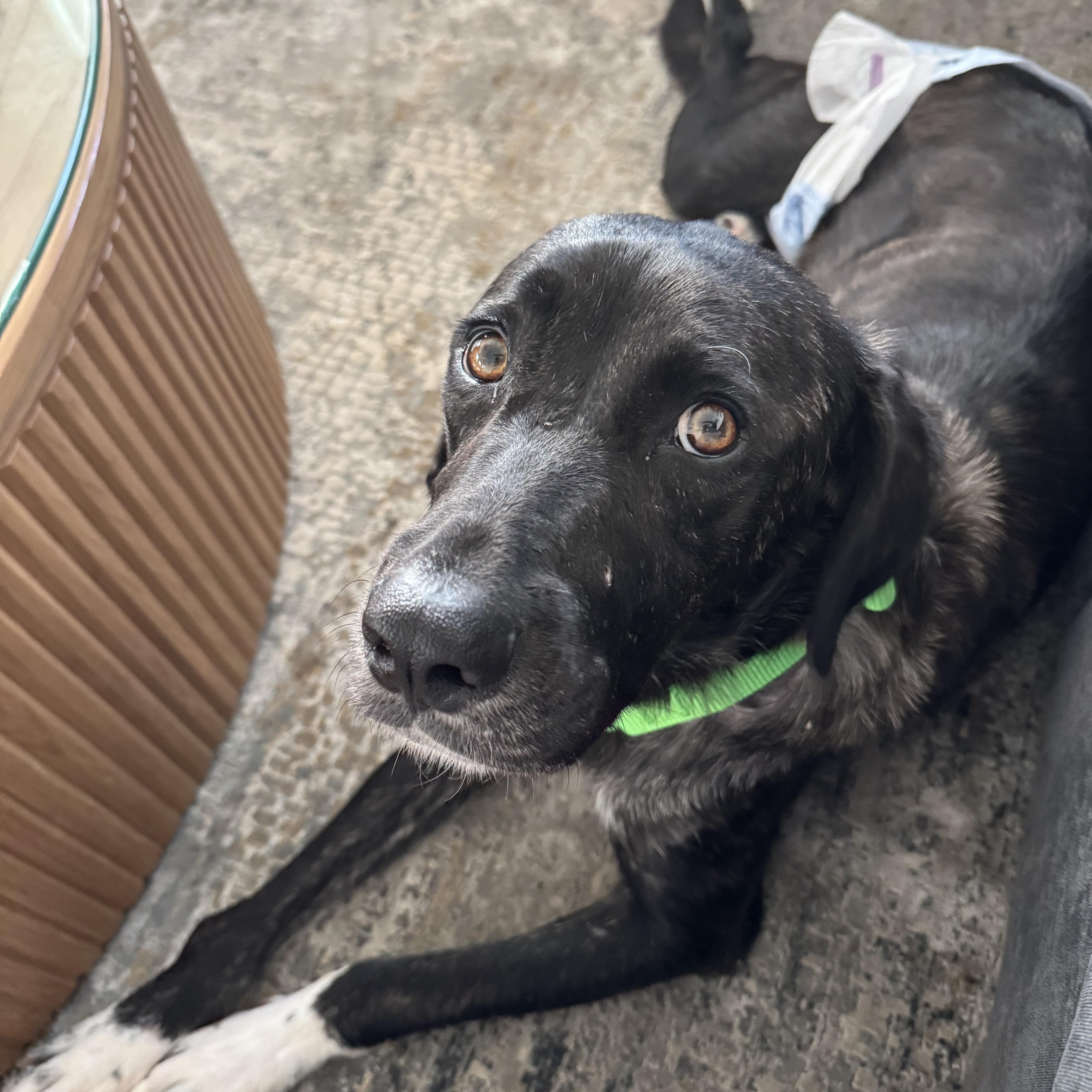 Enlarge Amber, a ADOPTABLE mixed breed in Houston, TX image 4/4
