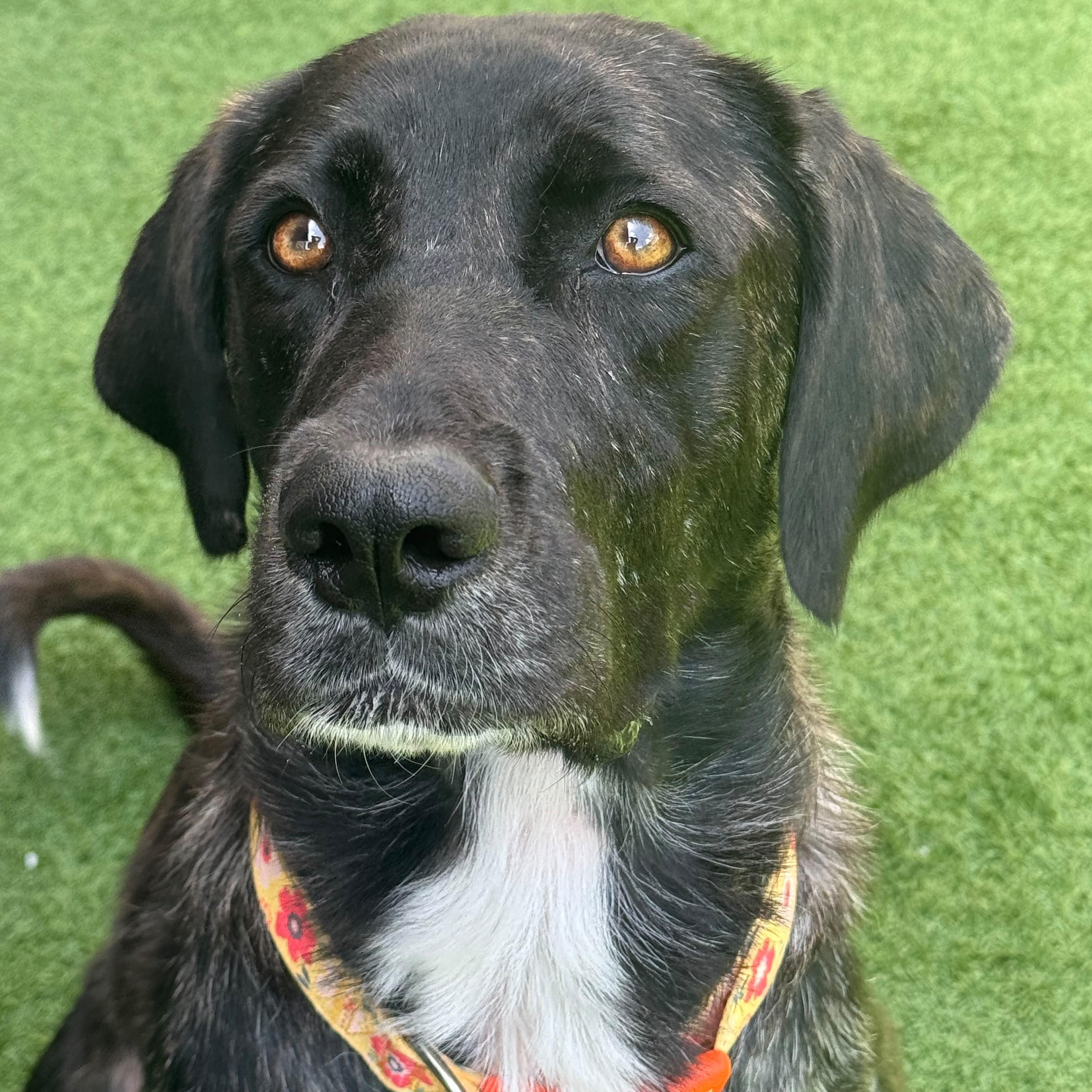 Amber, ADOPTABLE, Young Female Pointer & Great Dane.